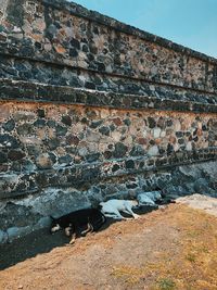 View of a dog on the wall