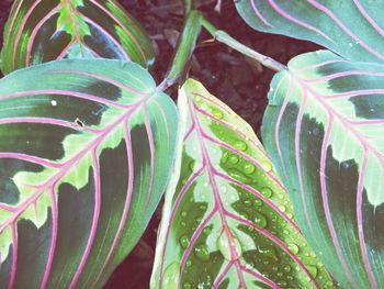 Close-up of raindrops on plant