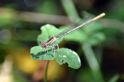 Close-up of insect on leaf