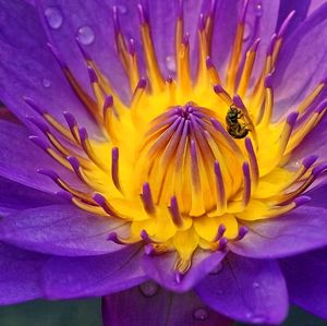 Close-up of bee on yellow flower