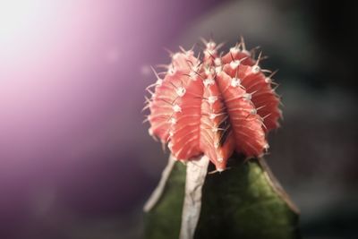 Close-up of red flower