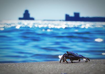 A crab facing the castle of mathoni