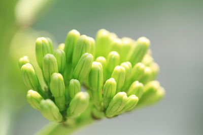 Close-up of plant against white background