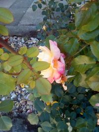 Close-up of pink flowering plant