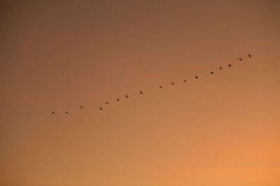 Low angle view of birds flying against orange sky