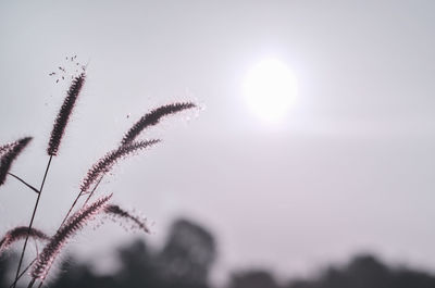 Low angle view of silhouette plants against sky during sunset