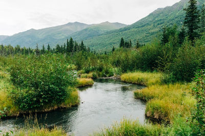 Creek trail in alaska