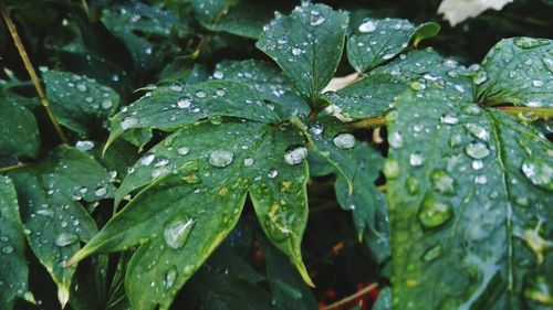 Close-up of water drops on leaves