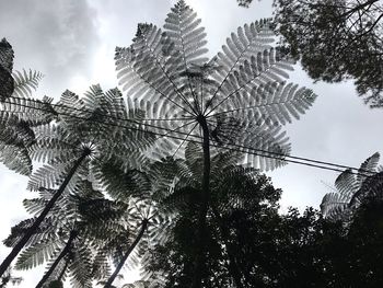 Low angle view of trees against sky