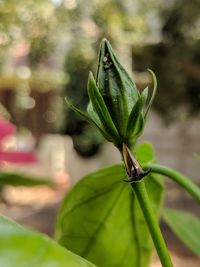 Close-up of fresh green plant