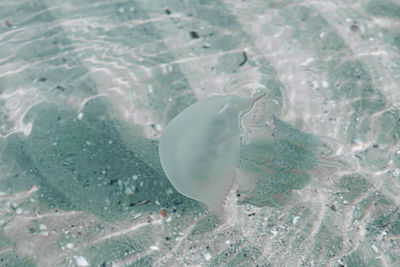 High angle view of jellyfish swimming in sea