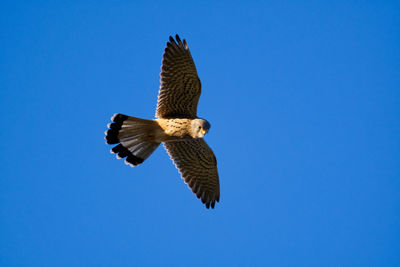 Low angle view of bird flying against clear blue sky