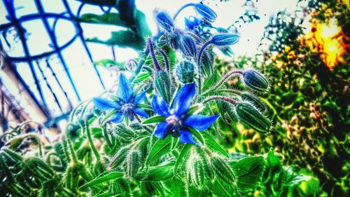 Close-up of purple flowers