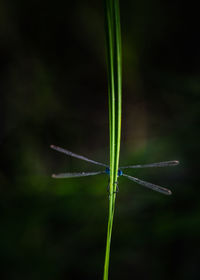 Close-up of insect on leaf