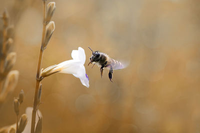 Close-up of insect buzzing by white flower