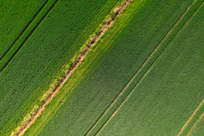 High angle view of agricultural field