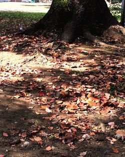 Autumn leaves on tree trunk