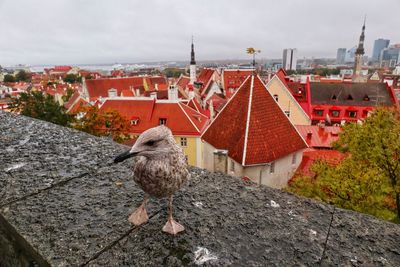 Bird perching on roof against sky