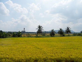 Scenic view of farm against sky