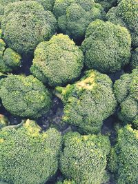 Full frame shot of green plants