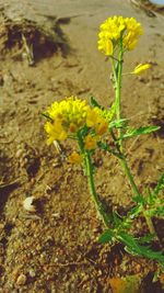 Close-up of yellow flowers on plant