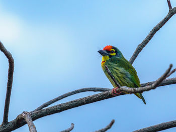 Low angle view of bird perching on branch against sky