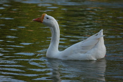 View of swan swimming in lake