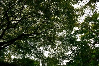 Low angle view of trees in forest