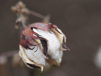 Close-up of rose against blurred background
