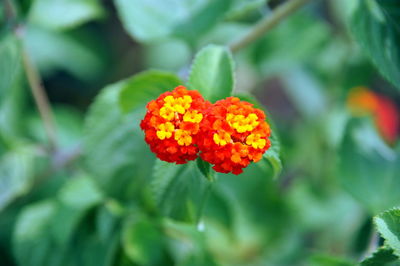 Close-up of orange flowers and leaves