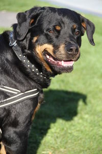 Close-up of black dog on field