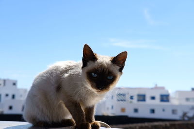 Close-up portrait of cat against blue sky