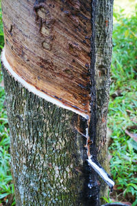 Close-up of tree trunk