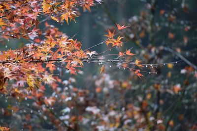 Close-up of leaves on branch