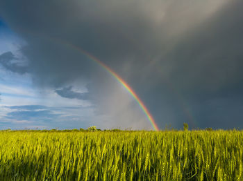 Scenic view of rainbow over field