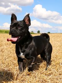 Black dog looking away on field