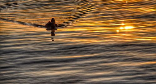 Duck in rippled water