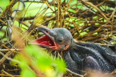 Close-up of a bird
