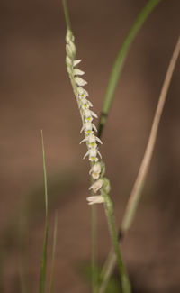 Close-up of plant