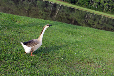 Side view of a bird on grass