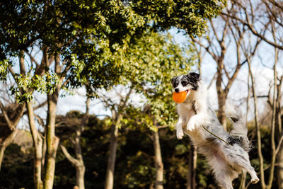 Low angle view of dog jumping against trees