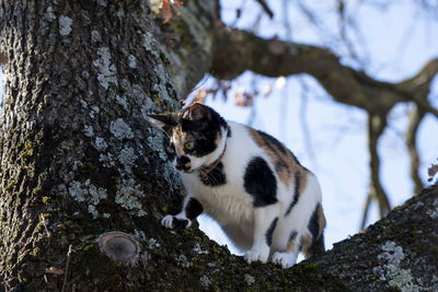Cat sitting on tree trunk