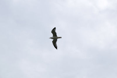 Low angle view of seagull flying in sky