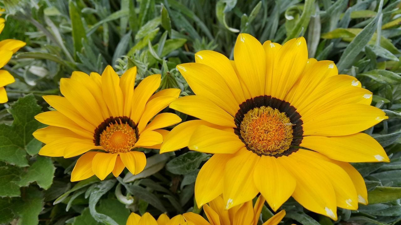 flower, petal, yellow, freshness, flower head, fragility, growth, beauty in nature, pollen, blooming, plant, sunflower, nature, close-up, focus on foreground, in bloom, field, leaf, high angle view, day