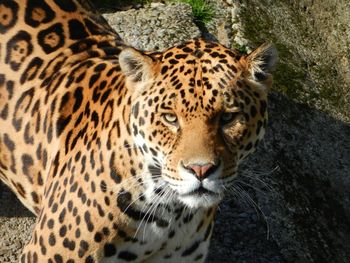 Close-up portrait of tiger