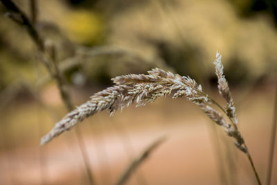 Close-up of stalks in field