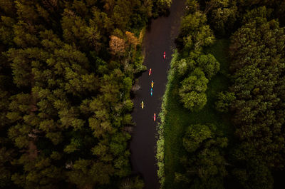 High angle view of trees in forest