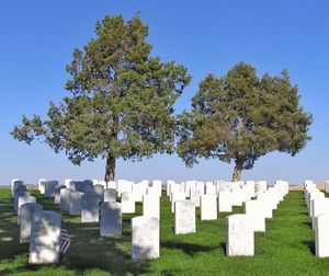 Trees on field