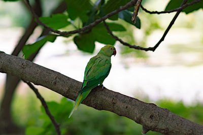 Close-up of green parrot bird perching on branch