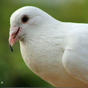 Portrait of white dove